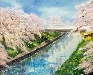 五条川の桜