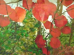紅マンサク