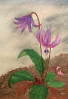 カタクリの花