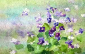 紫花菜