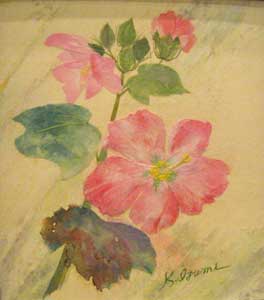 芙蓉
