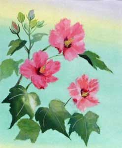 芙蓉