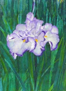 菖蒲