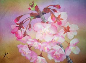 桜一番（河津桜）