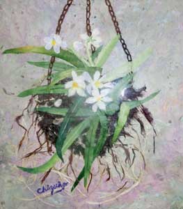 風蘭