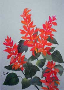 サルビアの花