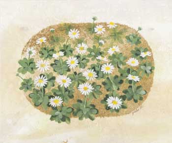 浜菊