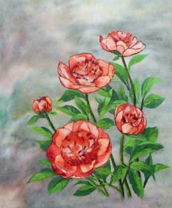 芍薬