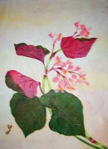 裏庭の華
