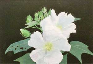 芙蓉