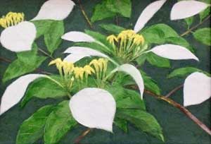 「白いハンカチ」という名の花