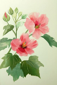 芙蓉（習作）