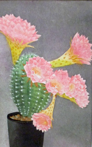 サボテンの花