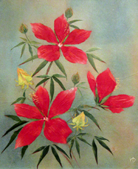 紅葉葵