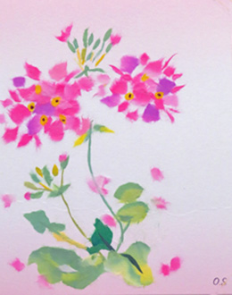 桜草