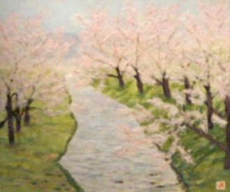 玉湯川の桜