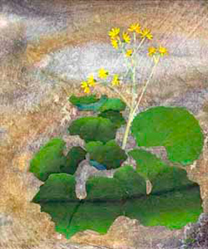 石蕗