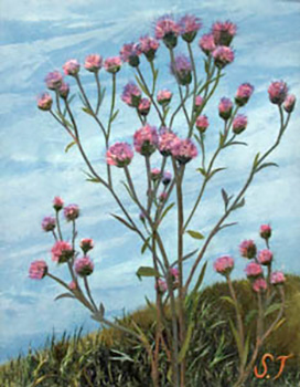 草原の花
