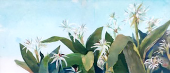 浜辺の花