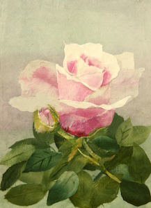 薔薇
