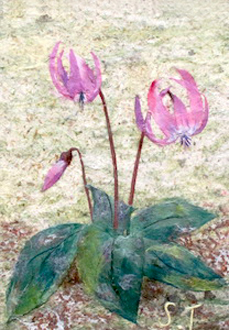 かたくりの花