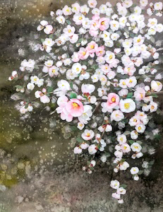 木瓜