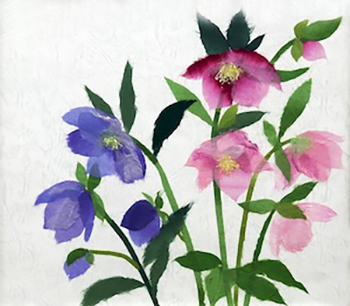 クリスマスローズ（習作）