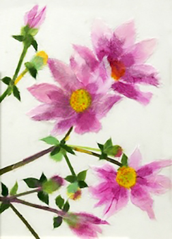 皇帝ダリア（習作）