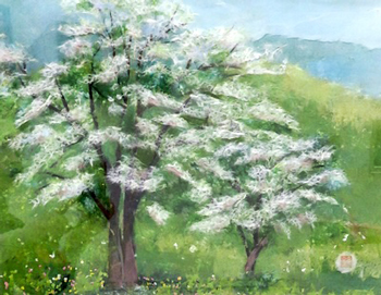 オオシマザクラ