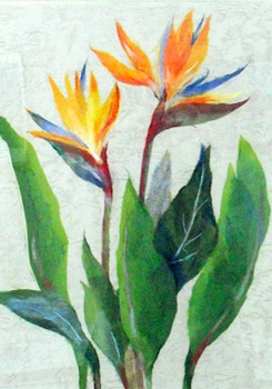 ストレリチア（習作）