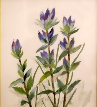 りんどう（習作）