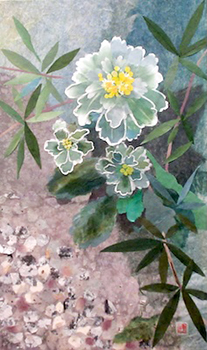 庭の花（イソギク）