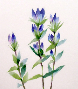 リンドウ（習作）