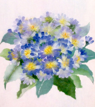 サイネリア（習作）