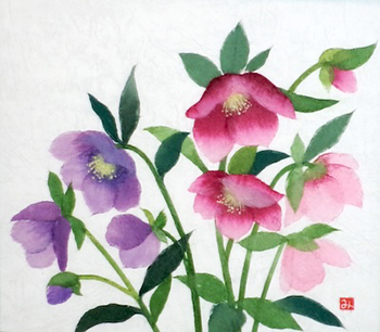 クリスマスローズ（習作）