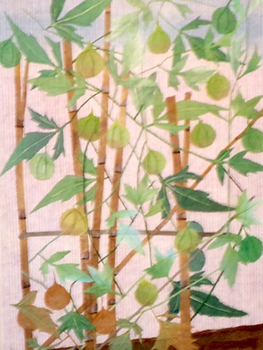 ふうせんかずら