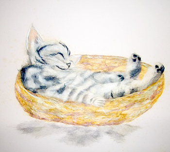 おひるね（子猫）