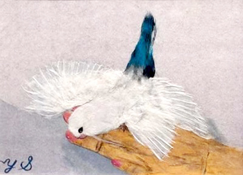 「こめ」ちゃん（小桜インコ）