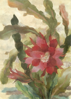 孔雀蘭