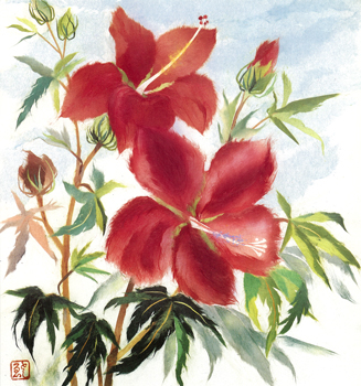 紅葉葵