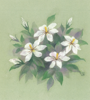 白き貴婦人（くちなしの花）