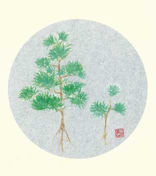 若松