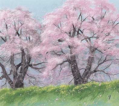 桜さくら